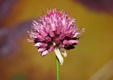 Purple allium flower macro