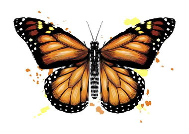 Butterfly watercolor