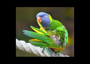 Parrot