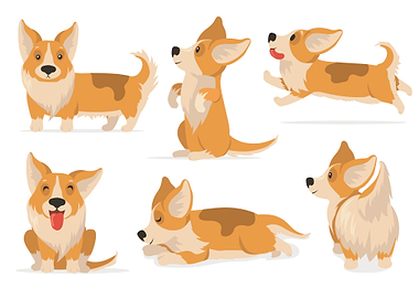 Friendly corgi