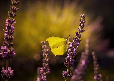 Yellow butterfly