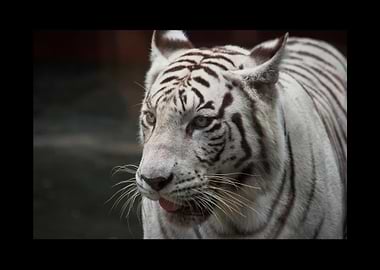 White Tiger