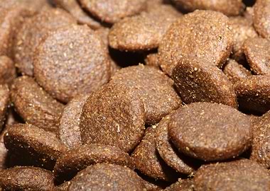 Dogs dry food background