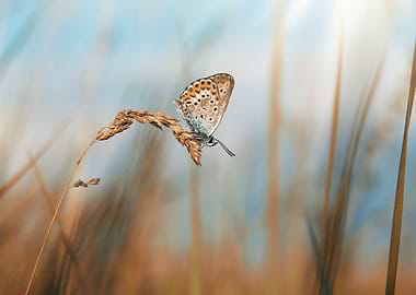 Butterfly on the meadow