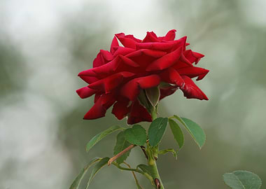 Rose 2