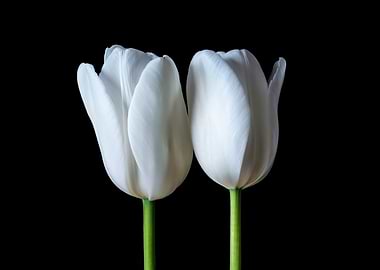 Twin Tulip