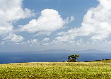 Bush and island view