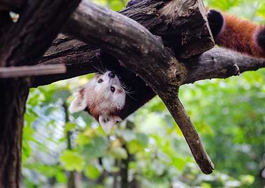 Hanging Red Panda