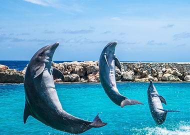 Three Dolphins In The Sea