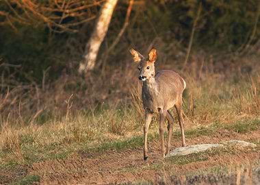 Reh entflieht Morgensonne