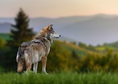 Wolf on mount background