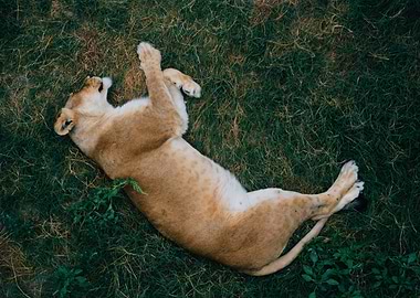 Lioness recoups and rests
