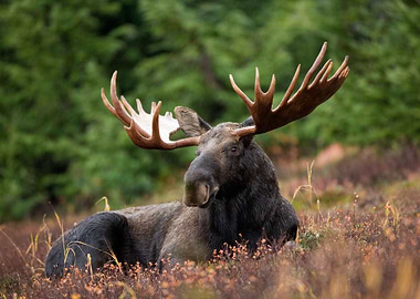 Bull Moose in the meadow