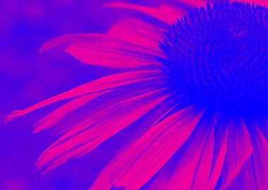 Pink sunshine on my mind