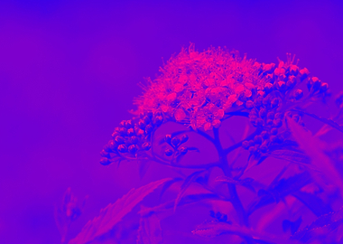 Mysterious and curious