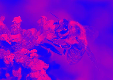 Immortality in sweetness