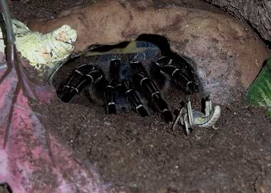 In front of the Enemy