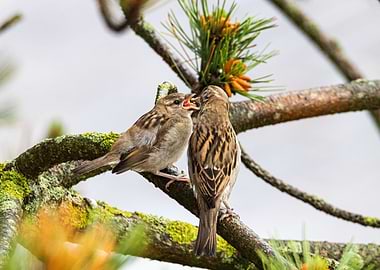 House sparrow feeds child