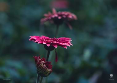 Pink Barberton Daisy