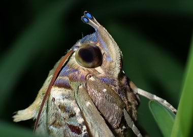 The dotunderwing moth