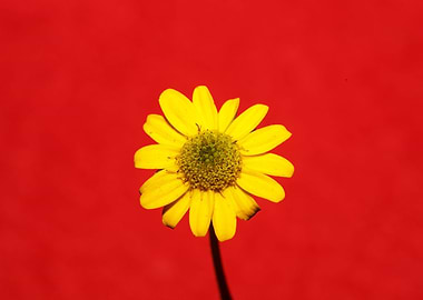 Sanvitalia yellow flower