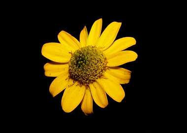 Yellow flower blossoming