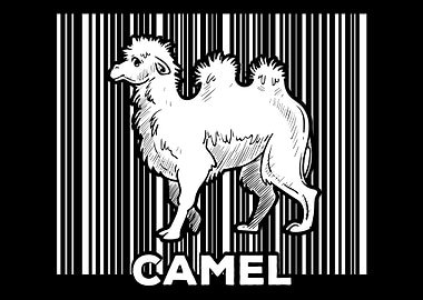 Camel