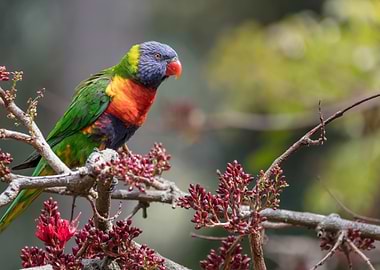 Rainbow Lorikeet