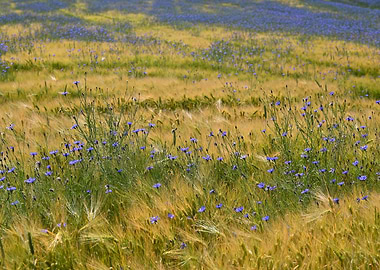 Cornflower Field