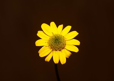 Blossoming flower close up