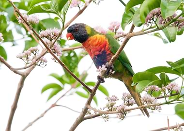 Rainbow Lorikeet