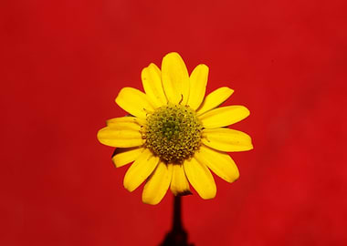 Yellow flower blossoming