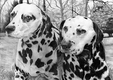 Dalmations