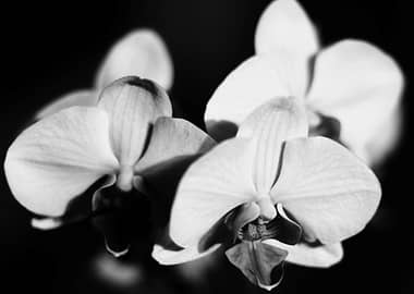 Orchids Black and White