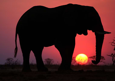 Elephant Animal Cute