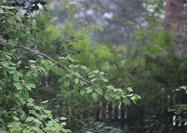 Morning in a foggy forest