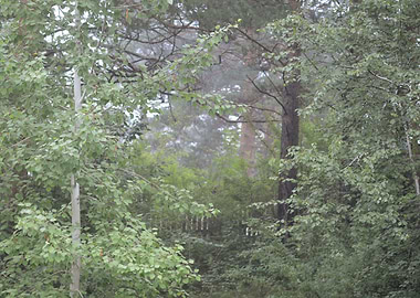 Morning in a foggy forest