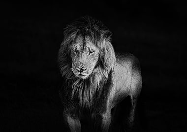Male Lion
