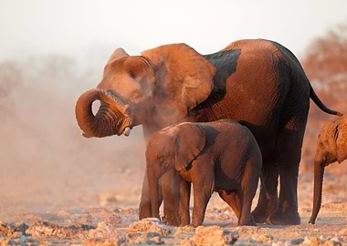 Elephant Animal Cute