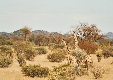 Giraffes Animal Cute