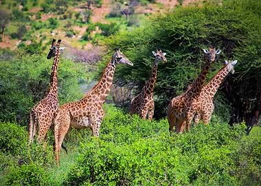 Giraffes Animal Cute