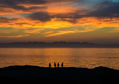 Penguins Animal Cute