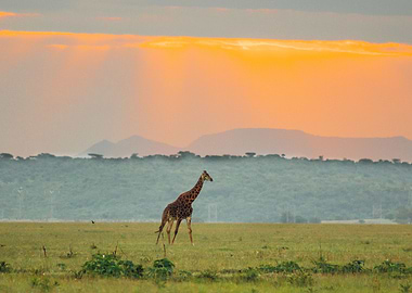 Giraffes Animal Sunset