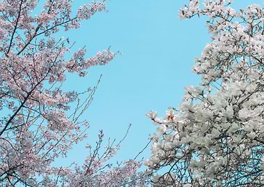Cherry blossom in Seoul V