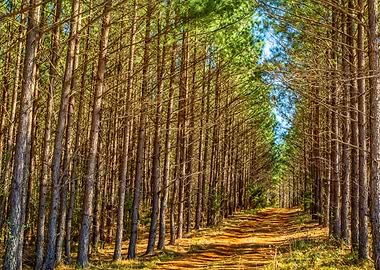 Deep South Pine Woods