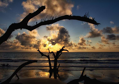 Driftwood Jekyll Island