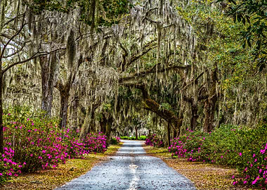 Azaleas and Spanish Moss