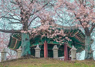 Cherry blossom in Seoul IV