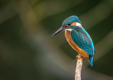 Kingfisher on a Branch