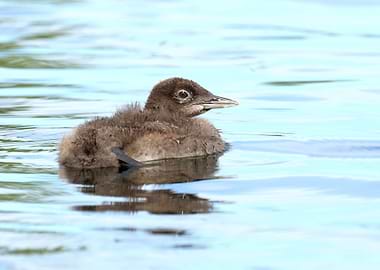 Baby loon